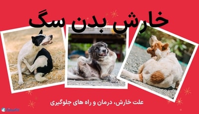 خارش بدن سگ، علت خارش و راه های درمان